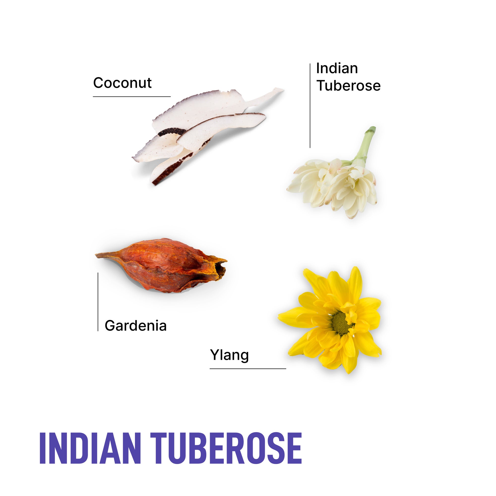 Indian_Tuberose_Ingredients