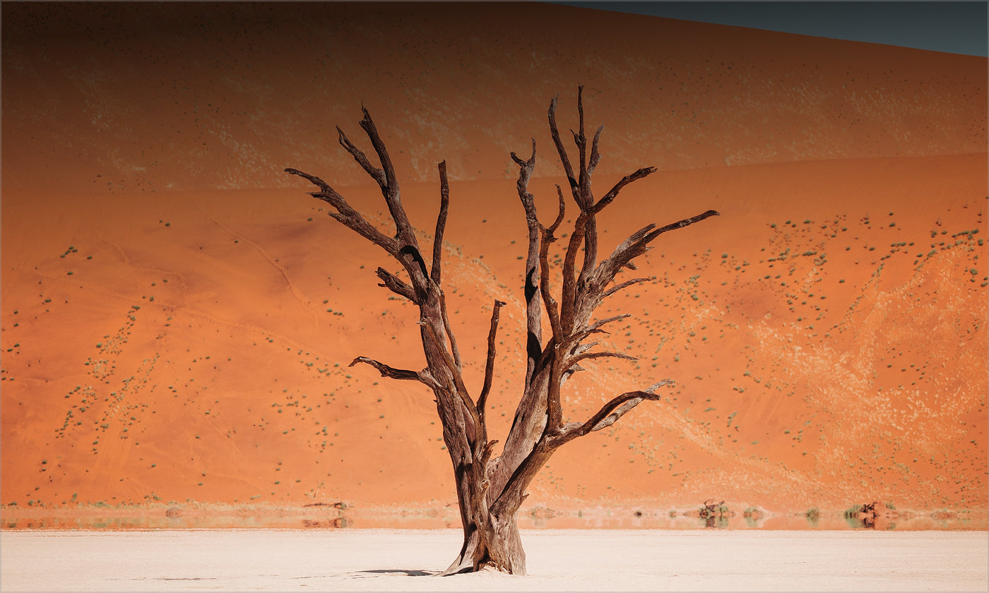 Australian sandalwood — Rugged, Warm & Earthy.