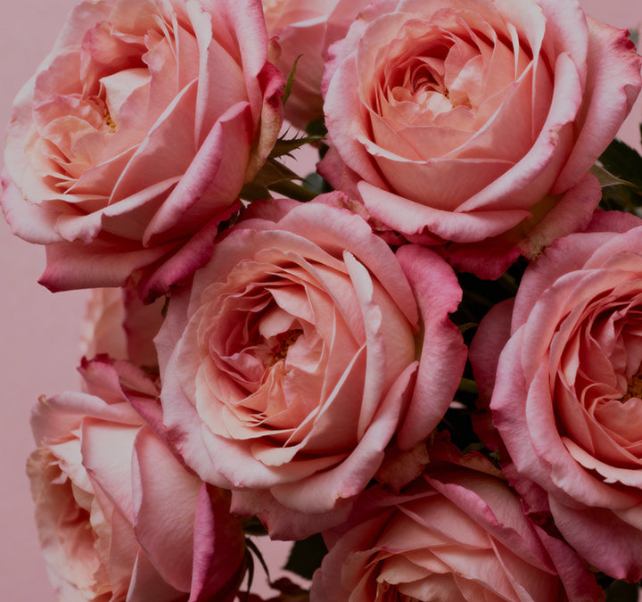 About image - Damask Rose