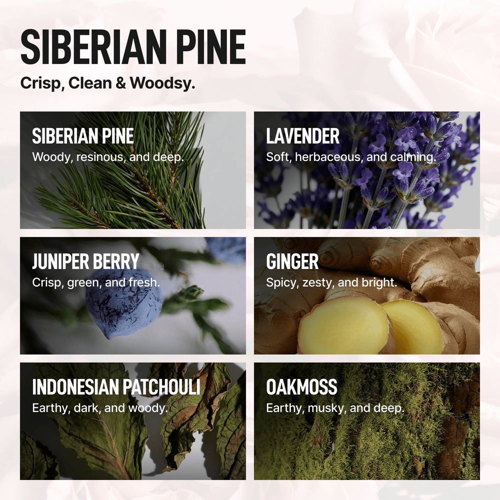 Laundry Sauce - Intro Offer - Siberian Pine - 35