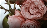 sc1